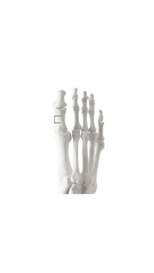 Human foot skeleton model showing bones and joints, displayed against a white background.