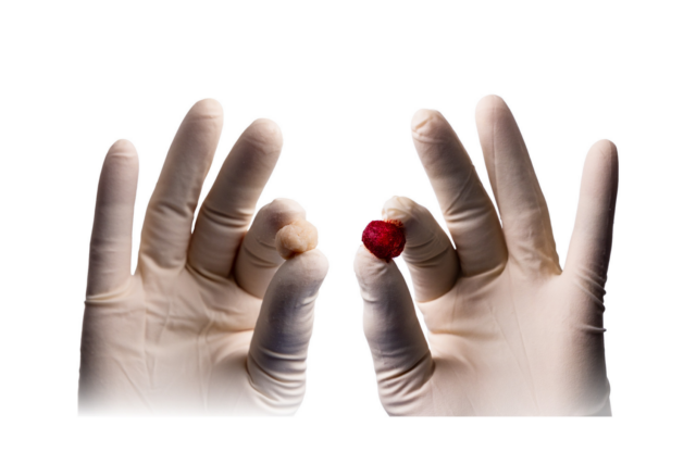 Hands in gloves holding a small brown mushroom and a larger red mushroom cap on a white background.